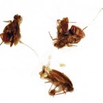  dead roaches