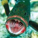 cleaner shrimp