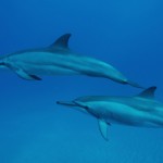 dolphins