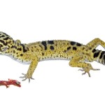 eyelid geckos
