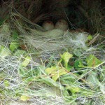 blue tit's nest box