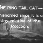 Ring Tail Cat 