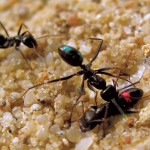 Ant