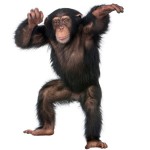 chimp dancing