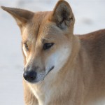 female dingo