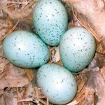eggs
