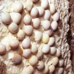 Golden geckos eggs