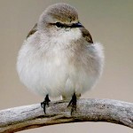 jacky winter