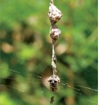 Orb spider