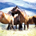 wild mares