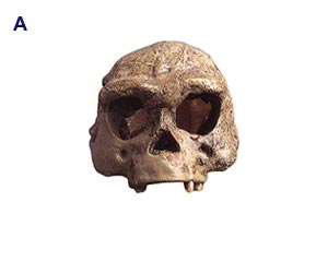 Cast of Java man fossil