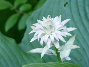 Hosta sieboldiana
