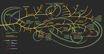 Phylogenetic tree of flowering plants