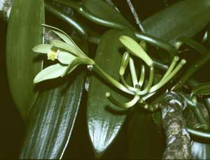 Vanilla planifolia