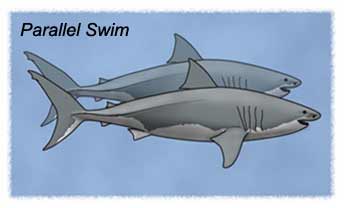 Parallel Swim 