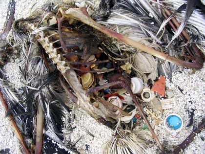 Decomposed carcass of Laysan albatross with bottle caps and plastic objects inside