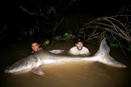 Mekong Giant Catfish