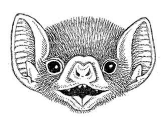 vampire bat head