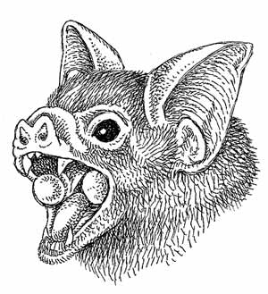 vampire bat head