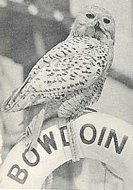 Arcturus, a snowy owl