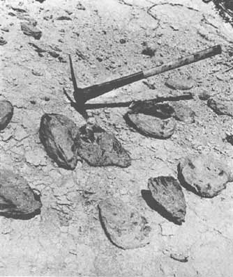 Giant fossil oysters 
now found on the arid margins of Chubut Valley