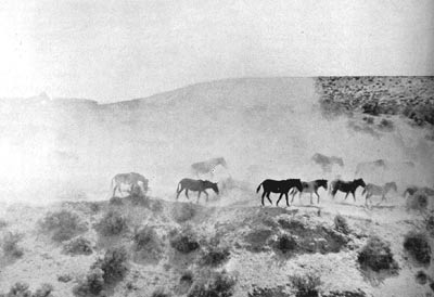 This picture was taken less than a mile from the river, yet every movement of the horses raised clouds of volcanic ashes.