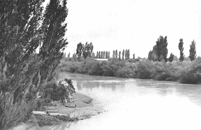The Chubut River near Trelaw wanders placidly among the wind-tossed poplars, but the desolate pampas are not far away.