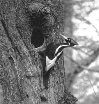 Ivory-billed woodpecker
