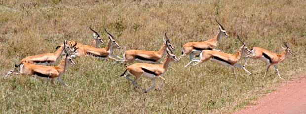 Thomson’s gazelles