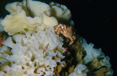 lithode crab