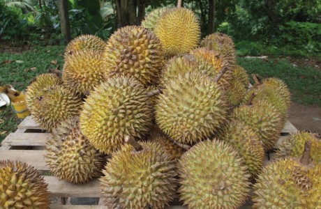 Durian fruit