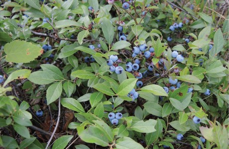 Blueberry shrub with crop of berries