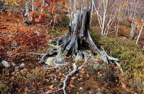 Stump of large white pine