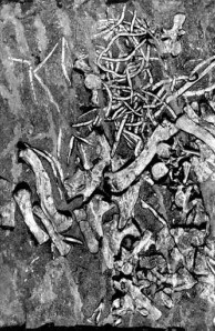 Fort Lee phytosaur
