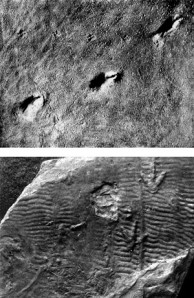 triassic dinosaurs