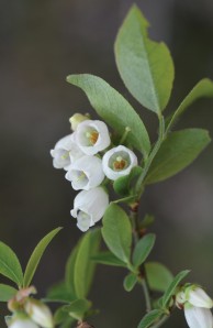 Bell-shaped flowers