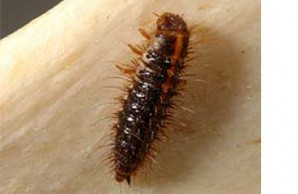 Dermestid-beetle larvae