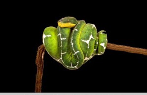 lizards snakes alive