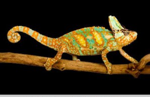 lizards snakes alive