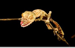 lizards snakes alive