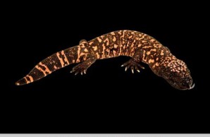 lizards snakes alive