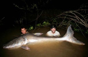 large fish