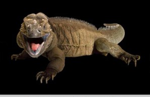 lizards snakes alive