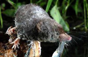 shrew 1