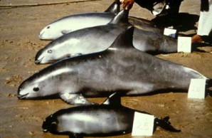 Dead Vaquitas