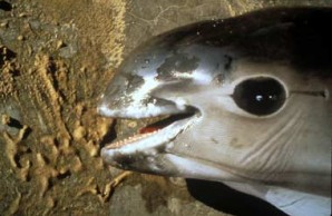 Dead Vaquita Headshot Dead Vaquita Headshot