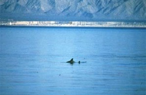 Vaquita Fin, which is pretty much as good as most people get to photographing one