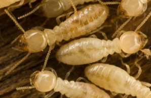 termites