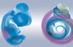 chick and snake embryos