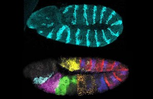 embryo